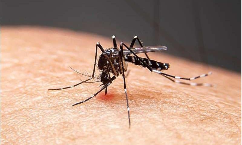 Dengue is no longer just a travel risk—what Google’s mosquito plan could mean for your summer