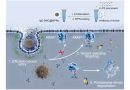 Novel synthetic biomolecule degrades disease-related proteins