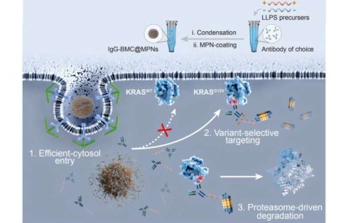 Novel synthetic biomolecule degrades disease-related proteins