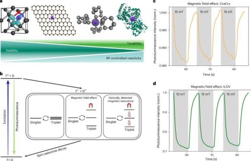 Proteins can be selectively controlled with radio waves