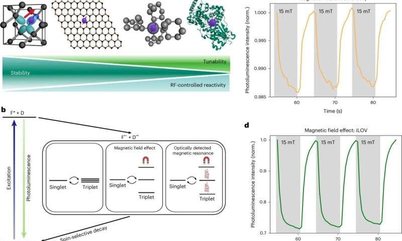 Proteins can be selectively controlled with radio waves